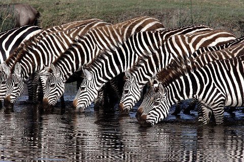 Habitatpals's profile picture. We are Friends of the Lake Chad. #Advocate for the resuscitation of the  majestic Lake. #Fight climate change. #Protect the wild life & #Preserve the  Habitat.