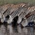 Friends of the Lake Chad (@habitatpals) Twitter profile photo Friends of the Lake Chad (@habitatpals) Twitter profile photo