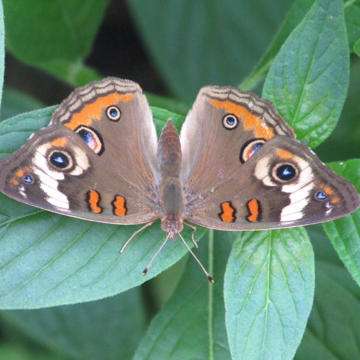 laurieaf23's profile picture. 