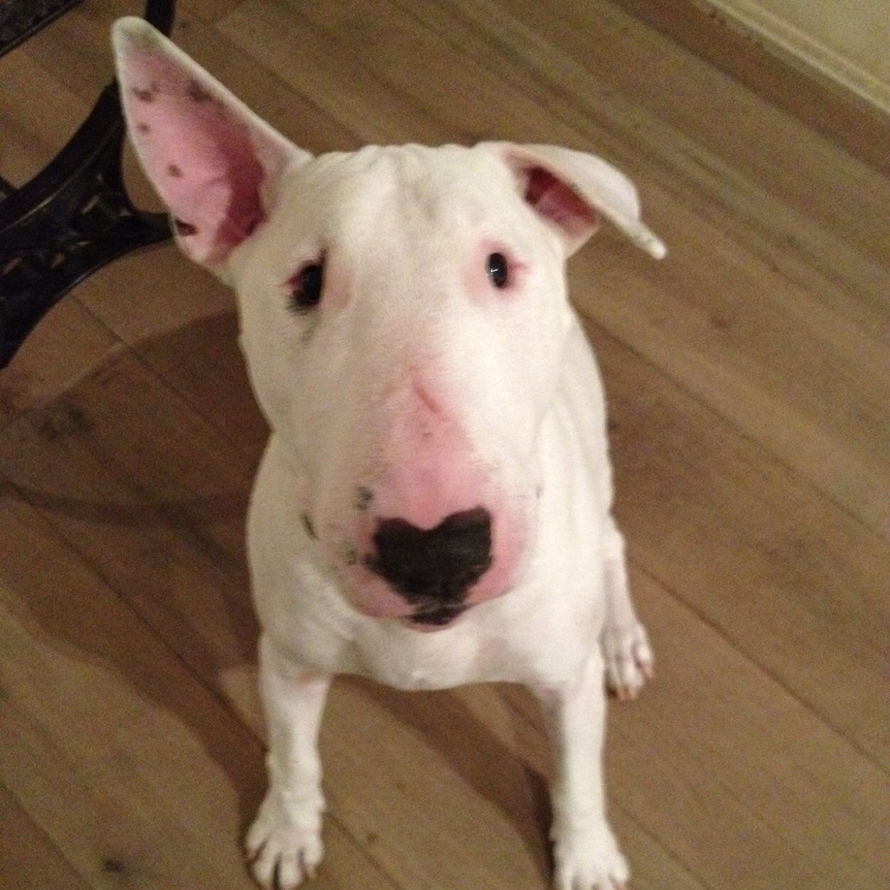 blatchkiki's profile picture. 