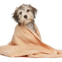 saztik's profile picture. In our home Boarding for dogs and small furries, doggie daycare and dog grooming, your dog is treated as one of the family and lives in our house with us!