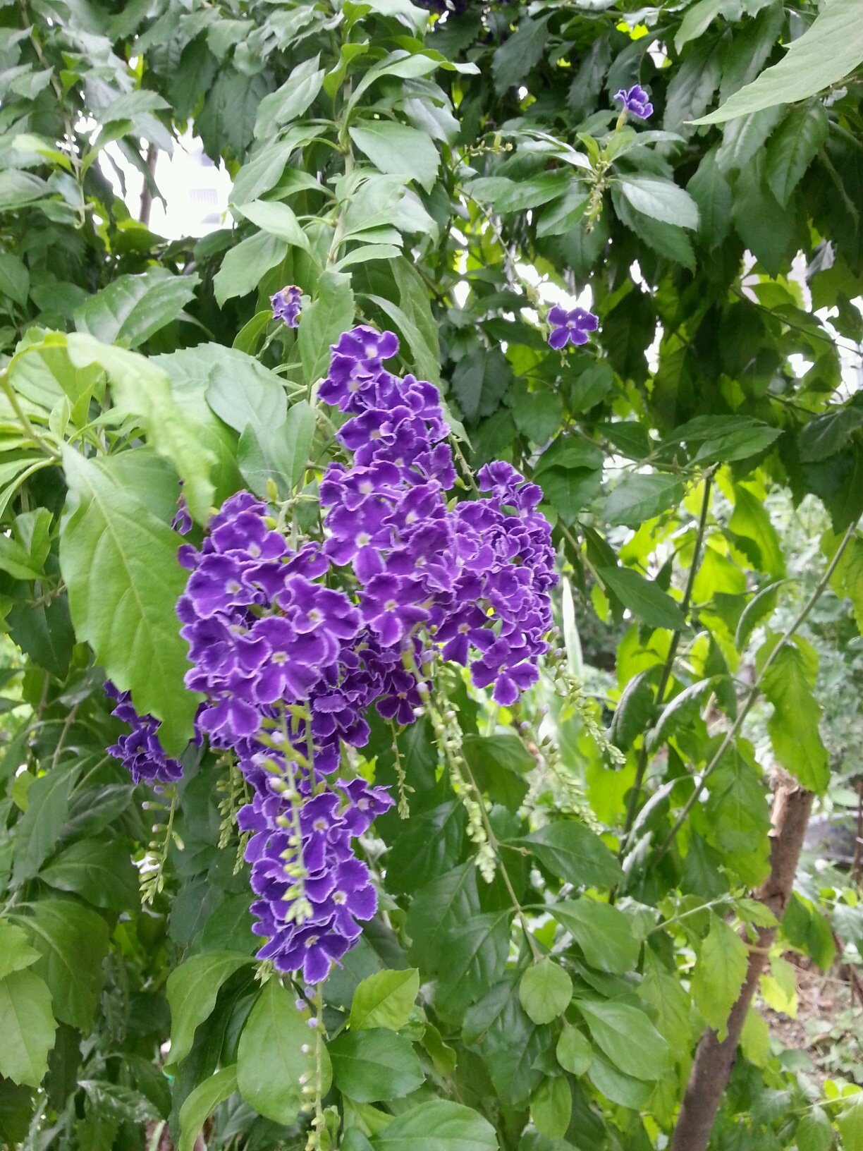 hanra170307's profile picture. 산행을좋아하며 때론 산삼을 캐기도 함니다