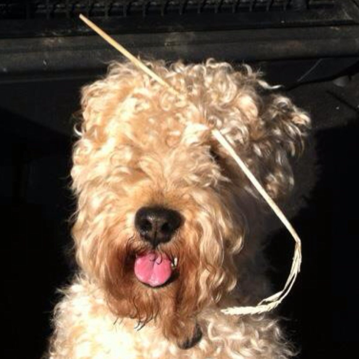 speyvalleybrew's profile picture. Former distiller, founder and owner of the Spey Valley Brewery, Morays oldest and biggest brewery. Cyclist -fat, skinny, whatever. help.