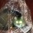 BoxedinPercy's profile image
