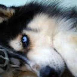 LunaWolf9's profile picture. Trolololololololol I am a Scp Fan and Slender Fan :3 (FangLight191) Roblox
