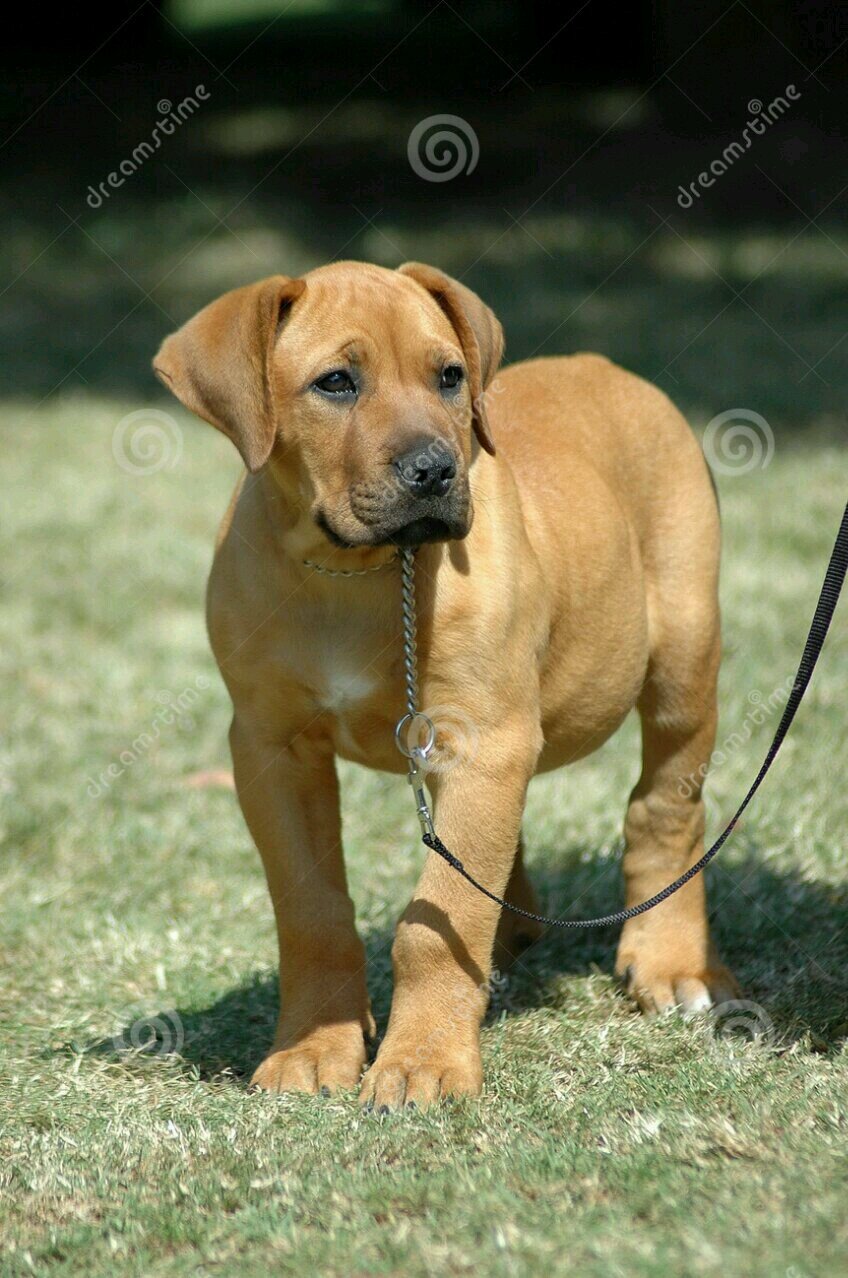 BoerboelDusk's profile picture. Owners are @xFraudJoshx and @LilliAnnaDiAnne | friendly | powerfull (strong) | good with kids | loves treats | +whimpers playfully+
