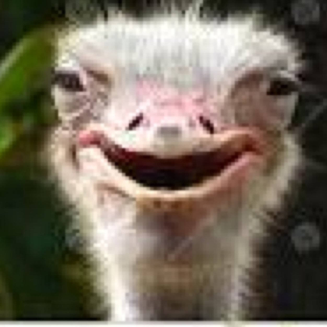 Live life channeling the ostrich, flap your wings or something, also....fish