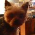Ray Mitrano (@rayrayrocks27) Twitter profile photo