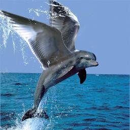 Longtime fan of Miami Dolphins & Seattle Seahawks. The future is bright with Tannehill & Wilson leading the way.