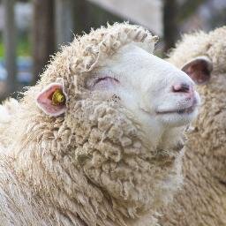 plupluville's profile picture. 錦織圭選手のファンです。I'm a great fan of Kei Nishikori, who is the best-ever male tennis player in Japan.