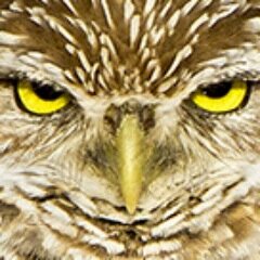 newtobirding's profile picture. Photography enthusiast developing an interest in wildlife photography and birdwatching.
My tweets: photography, birding, wildlife, technology.