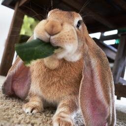 The adventures of lovable housebuns and other bunloafable friends encountered along the way. In loving memory of Charles.