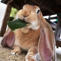 Bunloafable(@bunloafable) 's Twitter Profile Photo