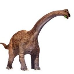 One of the earliest known sauropods.