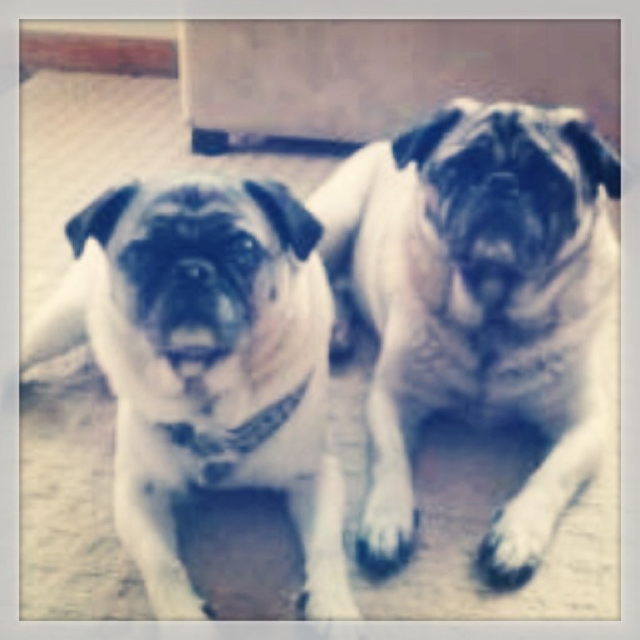 We are two pugs who like to eat, snort, cuddle, and sleep!