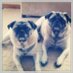 Tucker & Bernie (@tuckerbernard1) Twitter profile photo