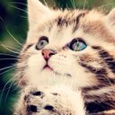 雪猫 (@001Aiken) Twitter