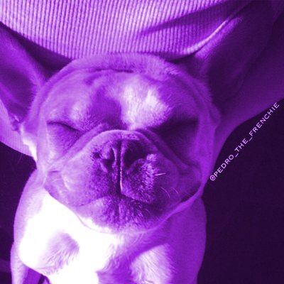Frenchie_Pedro's profile picture. Love my friends #ChicagoFrenchies
Instagram: @pedro_the_frenchie
http://t.co/qNCSSCrKSJ