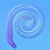 Daniel Leduc (@wurmguy) Twitter profile photo