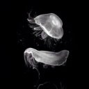 Mike Cui - @MikeCui0321 - Twitter