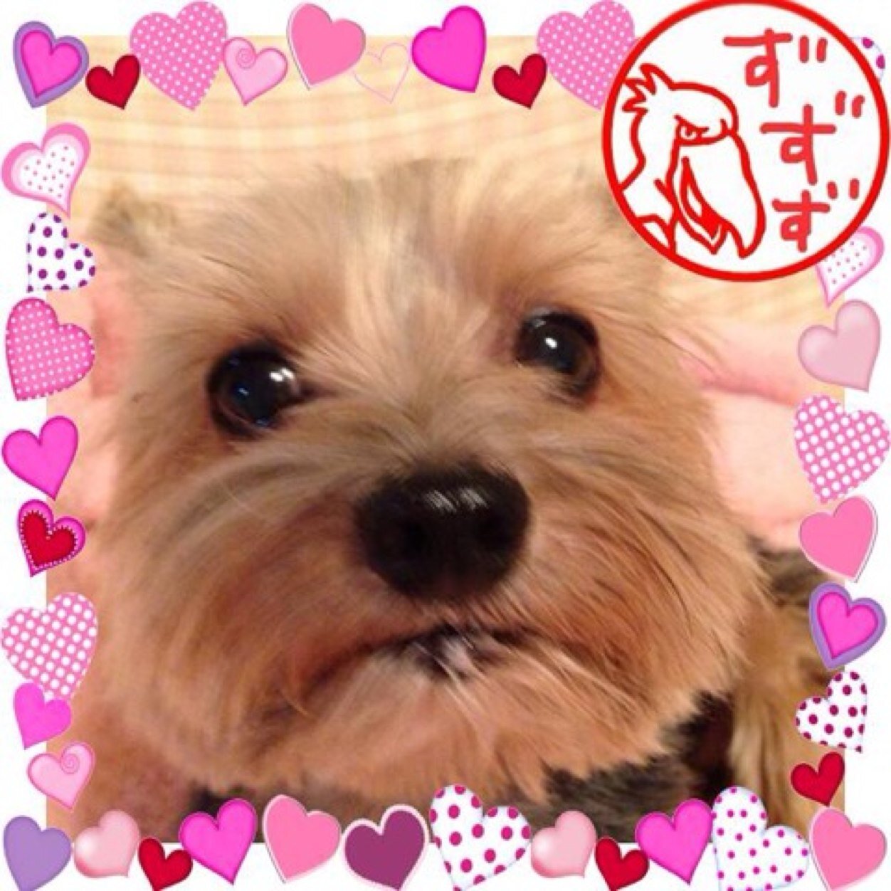 生まれも育ちも大阪です。 愛犬ベル♡とのんびり暮らしてます
