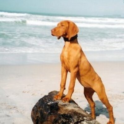 love vizsla lovevizsla twitter