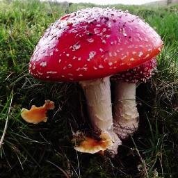Wales Wildlife Watch is a registered project with Environment Wales managed by http://t.co/CnQbj8Eni4. Proj No: R899. Everyone is welcome to take part