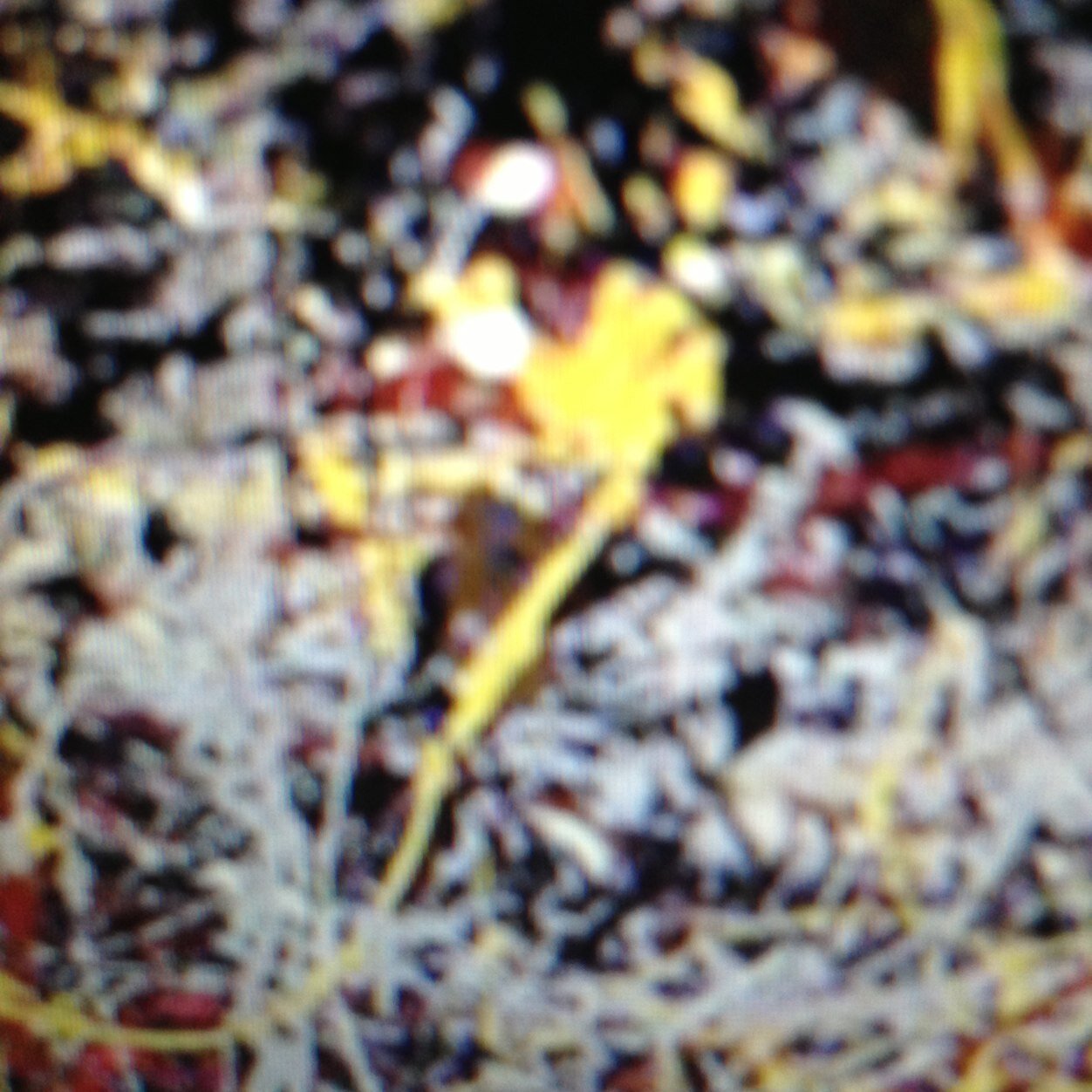 styumi1225's profile picture. 