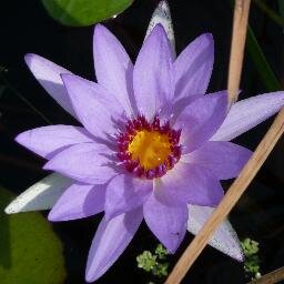 Gem_Bingol's profile picture. Optimist activist & land use officer @piedmontenviron