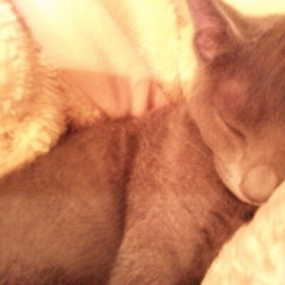 にゃん