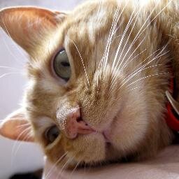 Kedi olmak da zor!