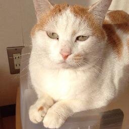 yukanyan's profile picture. 猫・陸上競技・写真・スポーツ観戦。 大学院生の息子・社会人の娘。 我が家は陸上中心に回ってます