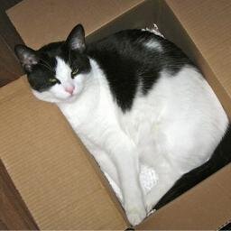 WahooOne's profile picture. Retired Flight Attendant. Reluctant gardener, Voracious reader, lover of all needlearts. Owned by 1 cat. Fervent believer in equal rights for all!