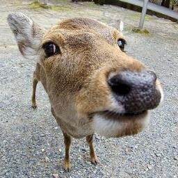 @butatama4649