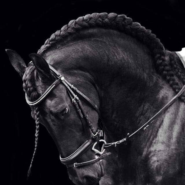 McQueenHailey's profile picture. I'm 13 I show jump horses I Love the BLACKHAWKS! JESUS! music is my way of life I LOVE HOCKEY i play #13 is my number! Born in Russia