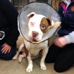 Pitbull rescue created in Jan. 2014.