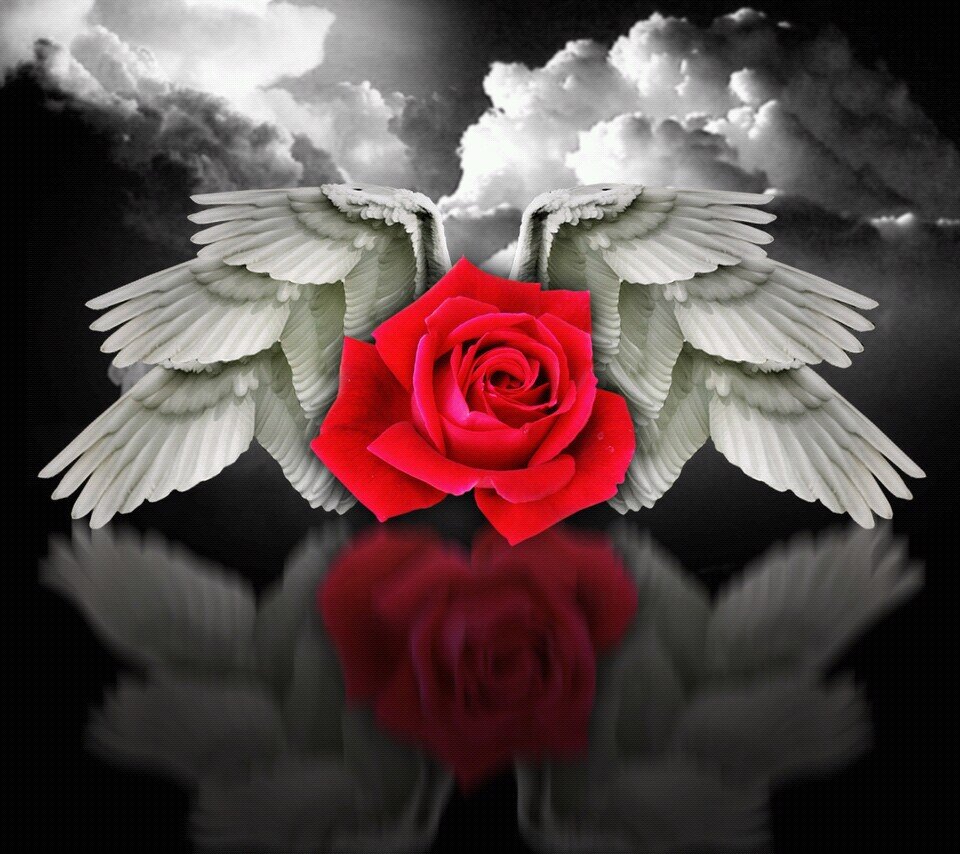 Love Tokio Hotel, Rammstein, Linkin Park,Yohio and Cinema Bizarre. Love nature and animals too.