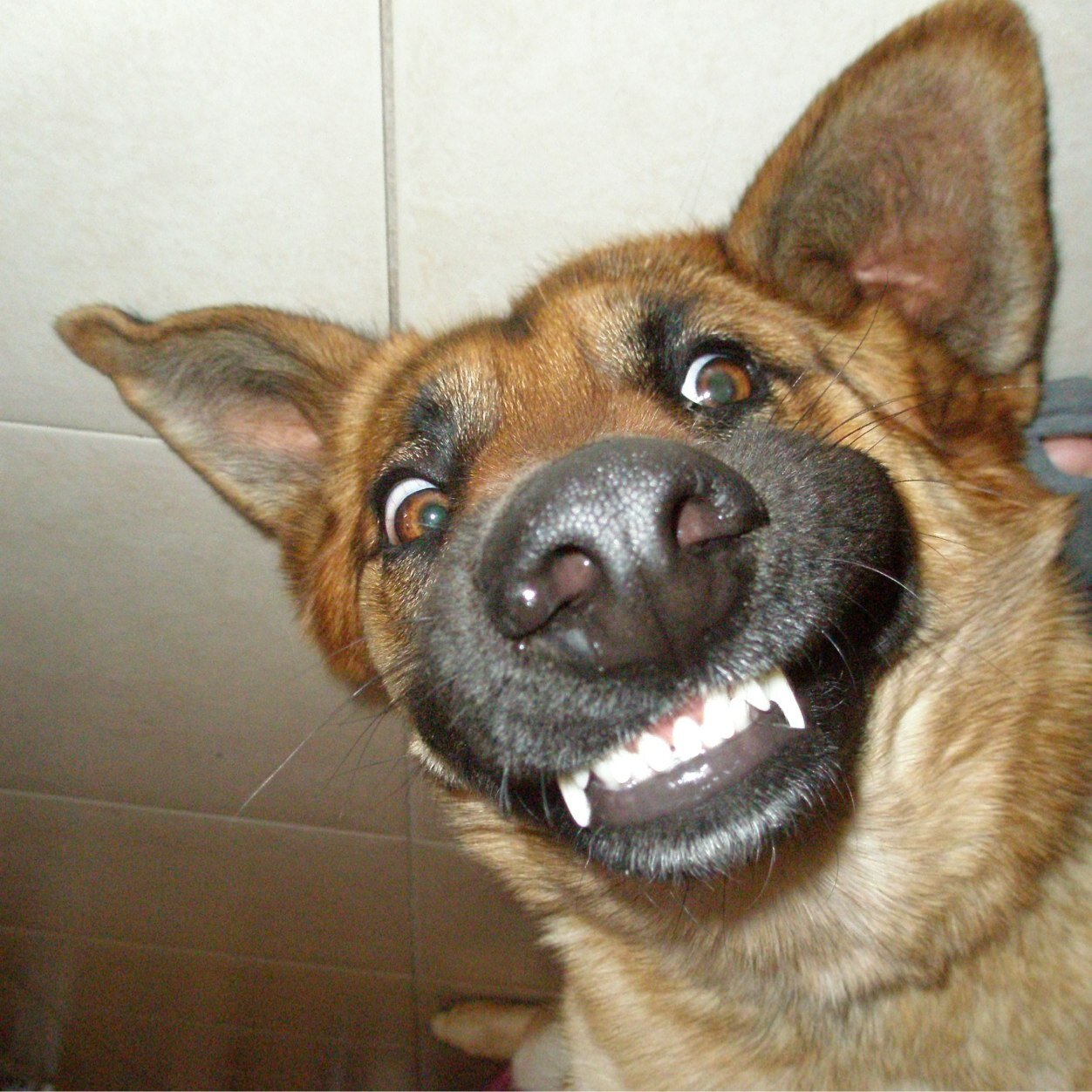 This is the real german shepard , i dont know you , i dont know where are you , either i dont know why are you reading this , just FOLLOW me for no reason! #WOF