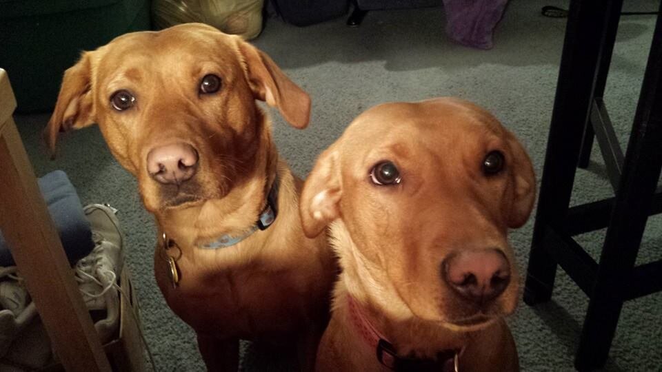 LuckyEcho68's profile picture. Mom, Crafty Diva, dog lover