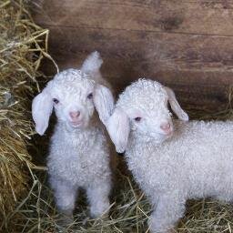 Angora goat breeders, producers of mohair yarns, rovings and fleece