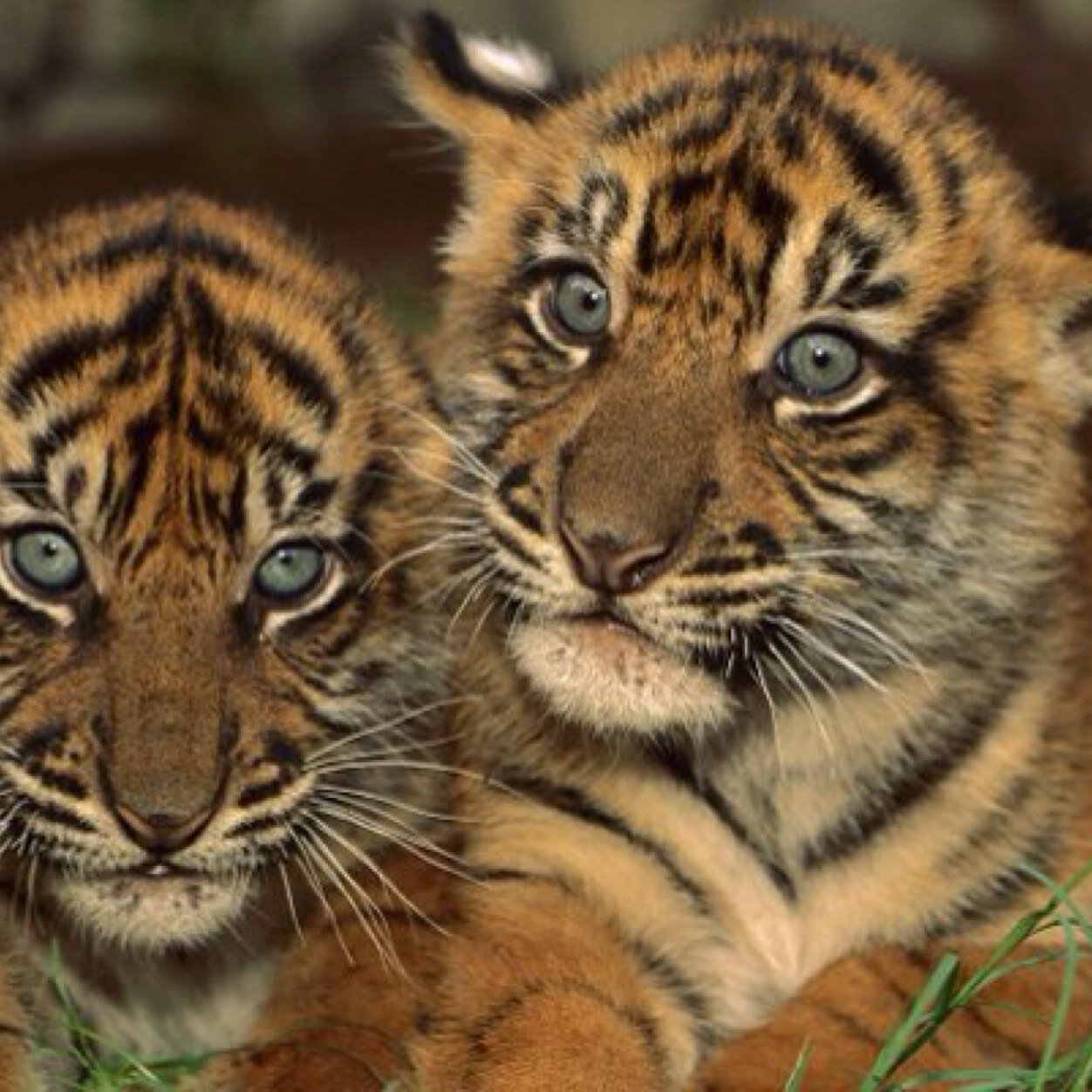 Follow for information regarding the status of the Sumatran Tigers. Creators: Jake Miller, Dylan Nicklas, Pat Rispoli, Greg Merrill; Great Valley High School