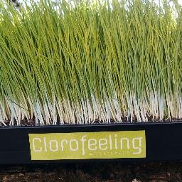 Productores de Hierba de Trigo Wheatgrass
