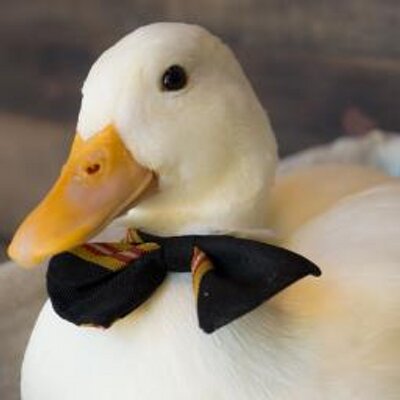 こはくのプロフィール写真