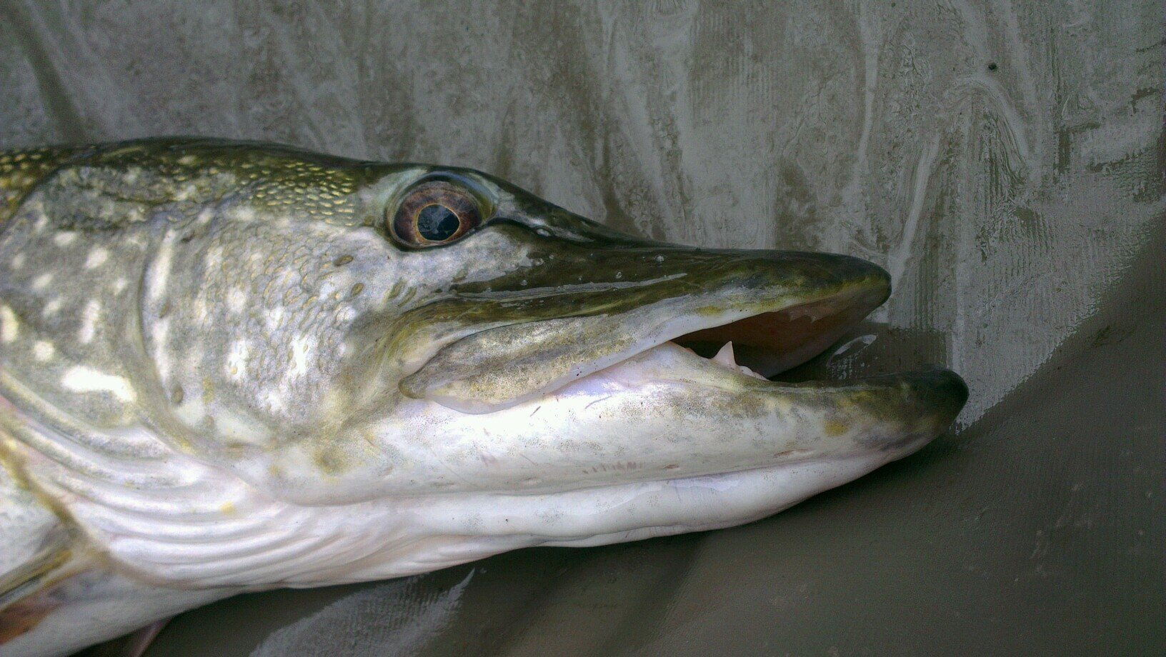I was born in Bolton, I support Bolton & I fish in Bolton