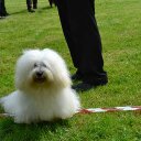 peter summersgill - @cotonstarcotons - Twitter