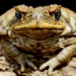 I'm a real toad in your imaginary garden.