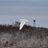 LHSportfishing's profile image