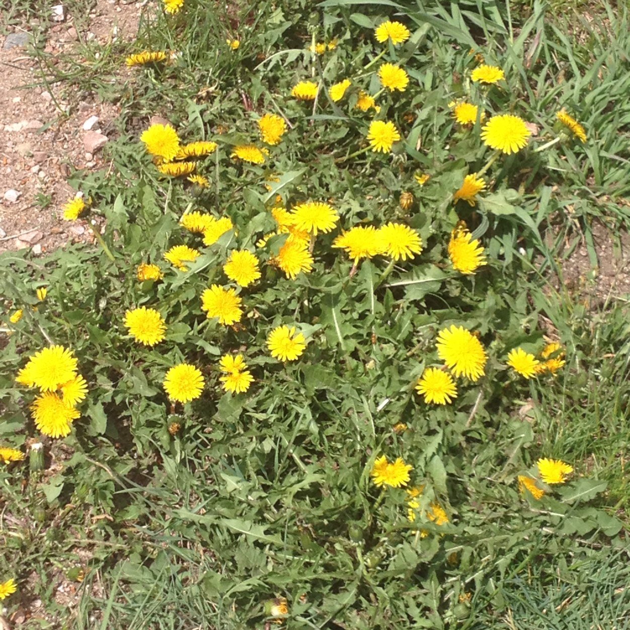 dandylionpam's profile picture. 