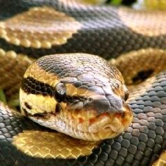 pytonsalam's profile picture. salam #teamsalam #team93