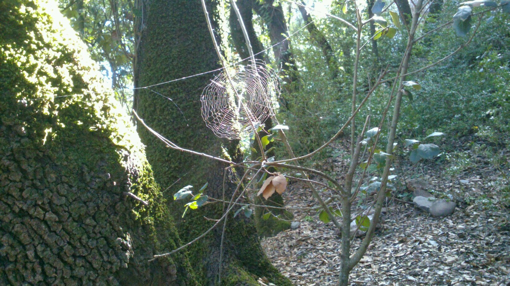 llusape's profile picture. 